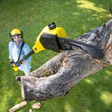 Best Tree Preservation Services  in Bagley, MN