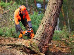 Best Root Management and Removal  in Bagley, MN