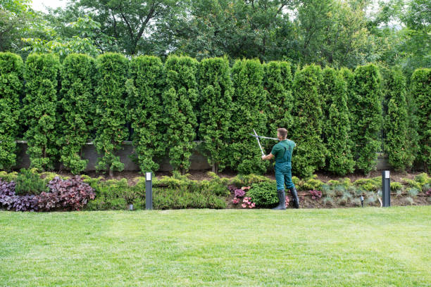 Best Sod Installation  in Bagley, MN