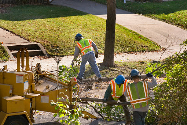 Best Hazardous Tree Removal  in Bagley, MN