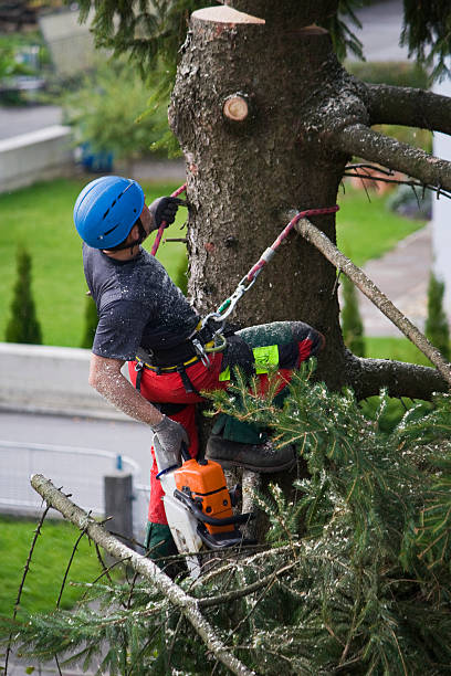 Best Tree Mulching  in Bagley, MN