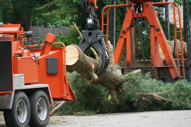 Best Commercial Tree Services  in Bagley, MN