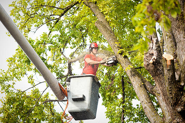 Best Utility Line Clearance  in Bagley, MN