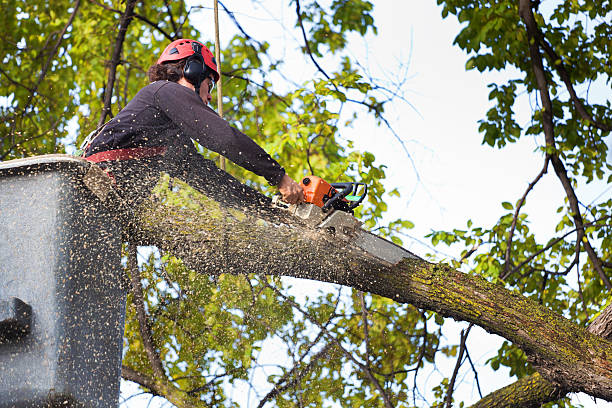 Best Arborist Consultation Services  in Bagley, MN