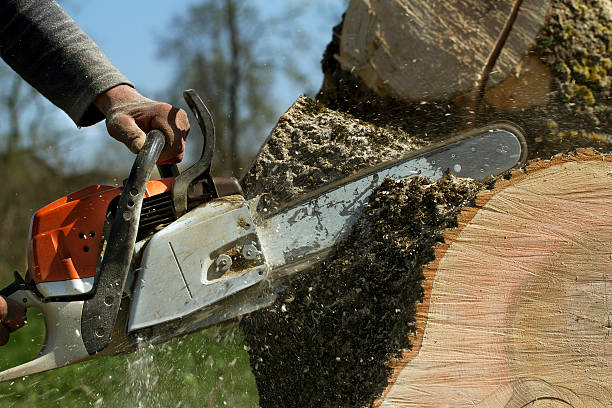 Trusted Bagley, MN Tree Removal Experts